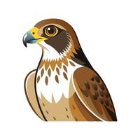 Swainsons Hawk Bird Unique Artistic Design vector