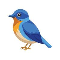 Western Bluebird Unique Artistic Design Illustration vector