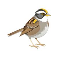Artistic Representation of WhiteThroated Sparrow vector