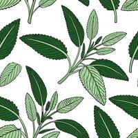 Minimalist monochrome sage leaves seamless pattern with simple lines on white background Set 2 vector