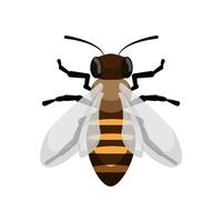 Detailed Bee Top View vector