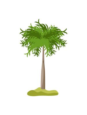 Tropical Palm Tree
