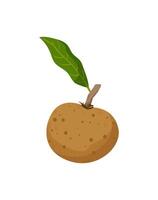 Vietnamese Sapodilla Fruit vector