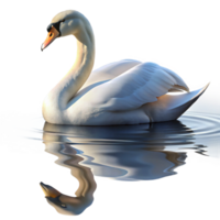 beautiful contemporary A graceful swan gliding across a still lake, reflection visible in the water, serene lighting, classical painting style high quality png