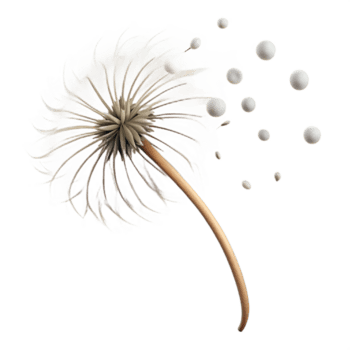 vibrant creative A single dandelion seedhead with seeds blowing in the wind, soft, diffused light, ethereal, delicate style authentic png