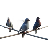 stunning contemporary A group of pigeons perched on a telephone wire, silhouetted against a hazy cityscape. Urban wildlife style, soft lighting high quality png