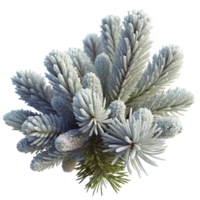 dramatic classic Frost-covered pine branches in winter, crisp morning light, detailed textures, photorealistic style premium png