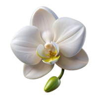 serene contemporary A single, perfect white orchid, delicate and elegant, soft lighting, photorealistic style original png