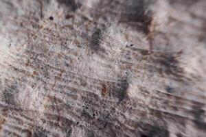 Paper sheet under the microscope. Close up view photo