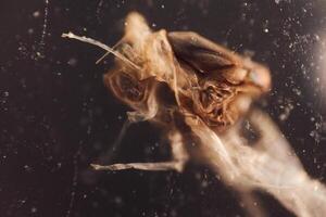 Fly insect ,is under the microscope. Close up view photo
