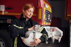 Cute ,grey colored scottish fold cat is in the hands of woman's firefighter that is in uniform at work in department. photo