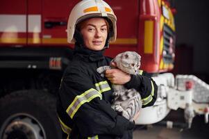 Cute grey colored scottish fold cat is in the hands ,of woman's firefighter that is in uniform at work in department photo