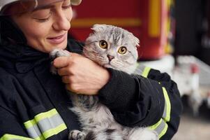 Cute ,grey colored scottish fold cat is in the ,hands of woman's firefighter that is in uniform at work in department photo