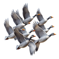 wonderful artistic A flock of migrating geese flying in a V-formation against a dramatic sunset sky, in a silhouette style professional png