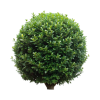 Vibrant and Lush Green Hedge with Colorful Flowering Shrubs png