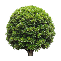 Lush Green Spherical Shrubs in a Neat Row, Creating a Beautiful Landscape Design png