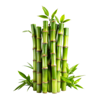 Lush Green Bamboo Plant, Vibrant and Healthy, Multiple Stalks, Closeup View, Natural Light, Indoor Plant, Botanical Beauty, Tranquil Atmosphere, Detailed Texture png