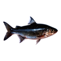 Stunning Closeup of a Pinkhued Fish with Grayish Back and Red Fins png