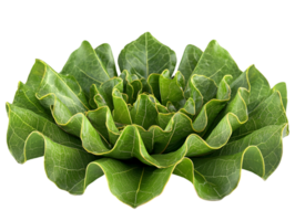 Abstract Green Leaves Pattern with White Specks Against Black Backdrop Creates Intricate Texture in Isolated Close Up Botanical Still Life png