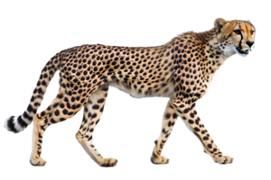 Alert Cheetah Walking on Transparent Background in Studio Light Showing Graceful Profile and Spotted Fur and Focused Eyes in African Wildlife png