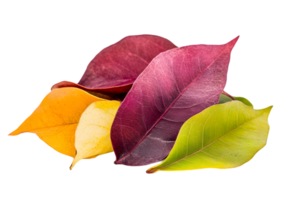 Assortment of Colorful Autumn Leaves in a Transparent Background Still Life Displaying Seasonal Colors and Textures png
