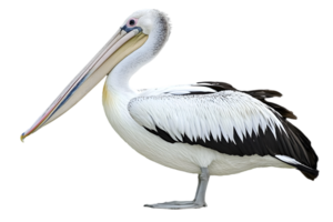 Australian Pelican with White Feathers Isolated on Transparent Background and Detailed Plumage Side View and Long Beak Close Up png