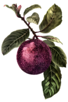 Artistic Plum Fruit with Green Leaves on Transparent Background Detailed Isolated Fruit Still Life Botanical Illustration of Ripe Plum Branch Design png