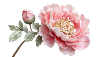 Blooming Pink Flower with Bud and Stem on Transparent Background for Decoration or Design png