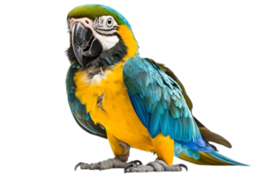 Blue and Yellow Macaw Standing on Transparent Background with Detailed Feathers and Vibrant Colors in a Studio Shot png