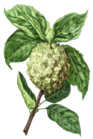 Botanical Illustration of Green Tropical Fruit with Leaves on Branch on Transparent Background png