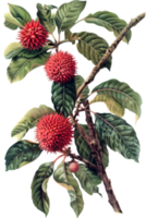 Botanical Illustration of a Branch with Red Spiky Fruit and Green Leaves on Transparent Background png