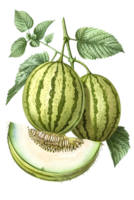 Botanical Illustration of Cantaloupe Melons with Green and Yellow Stripes with Slice Showing Seeds on Transparent Background png