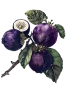 Botanical Illustration of Purple Plums on Branch with Green Leaves Against Transparent Background png
