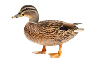Brown Mallard Duck Standing Profile with Orange Feet and Beak Isolated on Transparent Background png