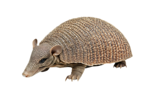 Brown Armadillo Isolated On Transparent Background Close Up Detailed Profile Wild Animal Walking With Protective Shell png