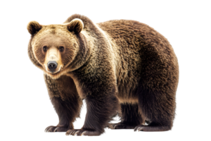 Brown Bear Standing Portrait on Transparent Background with Detailed Fur and Natural Lighting Showcasing Its Strength and Majestic Wild Appearance png