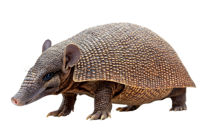 Close Up of a Brown Armadillo with Scaled Shell on Transparent Background png