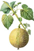 Close Up Melon with Green Leaves and Branch on Transparent Background Detailed Botanical Illustration of Sweet Fresh Cantaloupe Design Element png