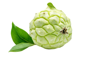 Close Up of a Green Custard Apple with Green Leaves Isolated on Transparent Background in Studio Lighting png