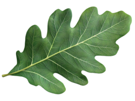 Close up of a Green Oak Leaf with Intricate Vein Structure Against Transparent Background png