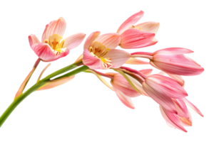 Close Up of Pink and White Orchids Blooms in Transparent Background with Natural Light and Macro Details Showing Petals and Stems png