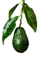 Close Up of a Single Dark Green Avocado Hanging from a Branch with Lush Green Leaves on a Transparent Background png