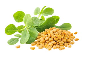 Close Up of Fenugreek Seeds and Green Leaves on Transparent Background Detailed Macro Shot of Aromatic Herb and Spice for Culinary Use png