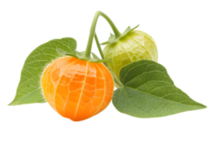 Close Up of Two Physalis Fruits with Green Leaves on a Transparent Background with a Studio Shot in Natural Light png