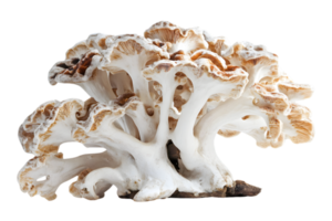 Close Up View of White Coral Mushroom with Transparent Background and Intricate Details Ideal for Culinary or Scientific Illustrations png