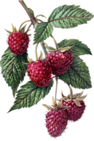 Cluster of Ripe Red Raspberries on a Branch with Green Leaves Isolated on Transparent Background for Design and Decoration png