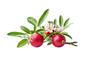 Cranberries on a Branch with Green Leaves and White Blossoms Against a Transparent Background png