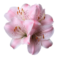 Delicate Pink Lily Flowers on Transparent Background Featuring Soft Petals and Intricate Details in a Botanical Still Life png