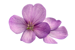 Delicate Purple Flowers with Veined Petals Isolated on Transparent Background For Creative Projects and Artistic Compositions png