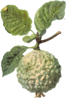 Custard Apple with Textured Skin and Green Leaves on Transparent Background png